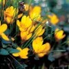 Crocus Chrysanthus Var. Fuscotinctus - Potted Bulbs | 9cm Pot (5 Per Pot) -Plants outlet store RH30005461 4bb1