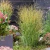 Panicum Virgatum JS Buffalo Green (PBR) | 9cm Pot -Plants outlet store RH30005462 f195