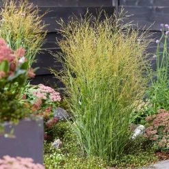 Panicum Virgatum JS Buffalo Green (PBR) | 9cm Pot