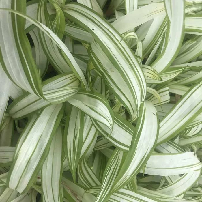 Carex Siderosticta Shiro-nakafu | 9cm Pot 3 Carex Siderosticta Shiro-nakafu | 9cm Pot