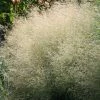 Deschampsia Cespitosa Goldtau | 9cm Pot 2 Deschampsia Cespitosa Goldtau | 9cm Pot -Plants outlet store RH30005525 c112