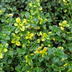 Thymus Doone Valley | 9cm Pot