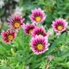 Gazania Christopher Lloyd | 9cm Pot -Plants outlet store RH30005564 ec36