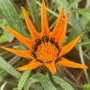 Gazania Krebsiana | 9cm Pot -Plants outlet store RH30005565 7403