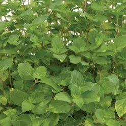 Mentha X Gracilis Variegata | 9cm Pot