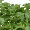 Mentha × Villosa Cubanito | 9cm Pot -Plants outlet store RH30005744 1281