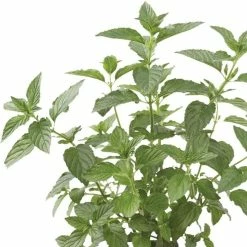 Mentha Jessica's Sweet Pear | 9cm Pot