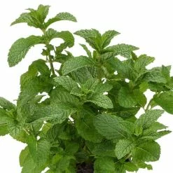 Mentha Spicata Kentucky Colonel | 9cm Pot