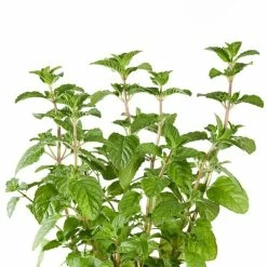 Mentha Blackcurrant | 9cm Pot