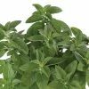 Mentha Hillary's Sweet Lemon Mint | 9cm Pot -Plants outlet store RH30005754 2327