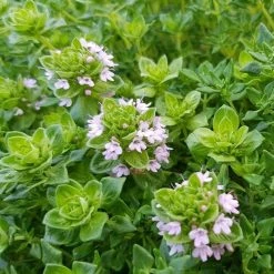 Thymus Spp. Rose (PBR) | 9cm Pot