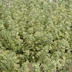 Thymus Sparkling Bright | 9cm Pot