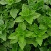 Ocimum Basilicum Coldasil | 9cm Pot