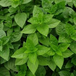 Ocimum Basilicum Coldasil | 9cm Pot