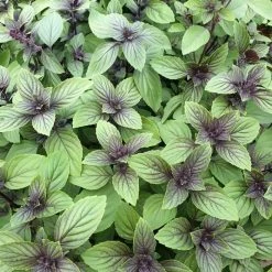 Ocimum Basilicum Magic Mountain | 9cm Pot