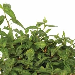 Persicaria Odorata Growflow | 9cm Pot