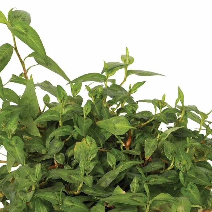 Persicaria Odorata Growflow | 9cm Pot 3 Persicaria Odorata Growflow | 9cm Pot