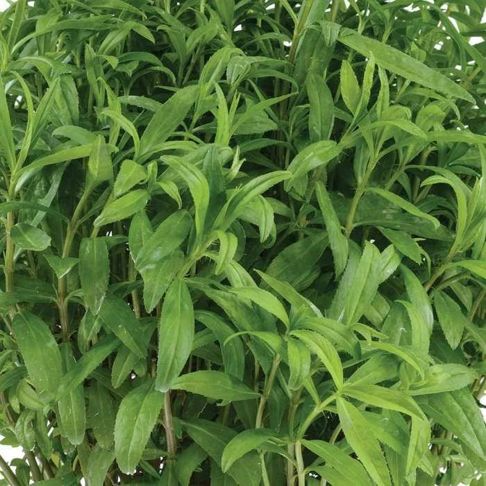 Tagetes Lucida | 9cm Pot 3 Tagetes Lucida | 9cm Pot