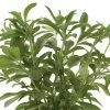 Stevia Rebaudiana Sugar Love | 9cm Pot