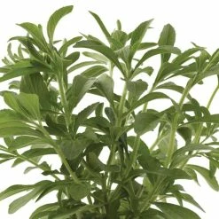 Stevia Rebaudiana Sugar Love | 9cm Pot