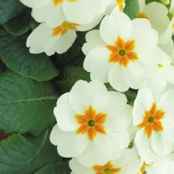 Primula Cottage Cream | 9cm Pot