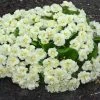 Primula Belarina Cream ('Kerbelcrem') (PBR) (Belarina Series) | 9cm Pot -Plants outlet store RH30006066 b943