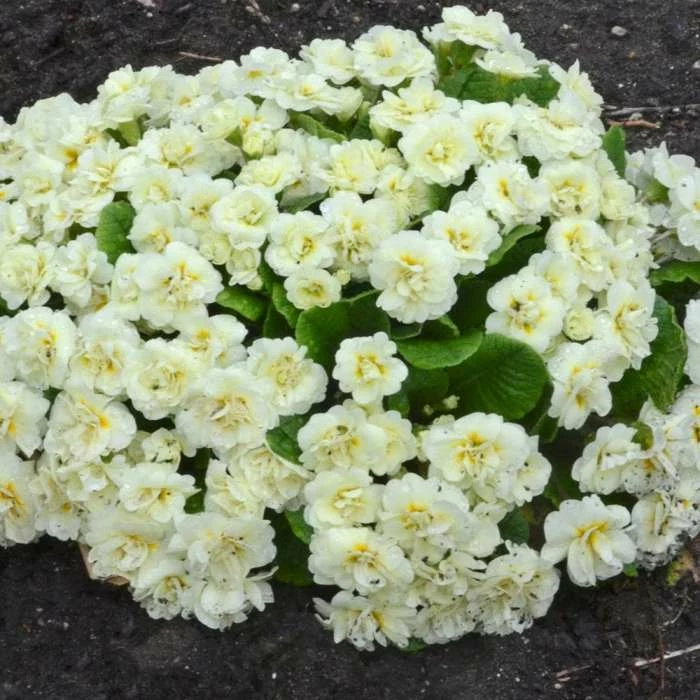 Primula Belarina Cream ('Kerbelcrem') (PBR) (Belarina Series) | 9cm Pot 3 Primula Belarina Cream ('Kerbelcrem') (PBR) (Belarina Series) | 9cm Pot