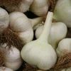 Garlic Elephant | 9cm Pot -Plants outlet store RH30006118 705a