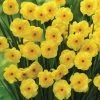 Narcissus Sun Disc | 9cm Pot 2 Narcissus Sun Disc | 9cm Pot -Plants outlet store RH30006120 6e42