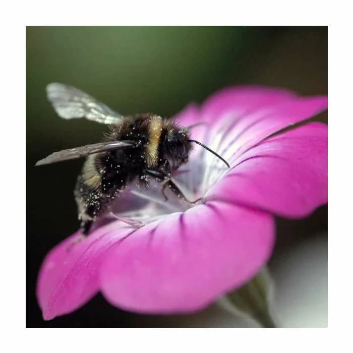 Agrostemma Githago | Approx 75 Seeds 3 Agrostemma Githago | Approx 75 Seeds