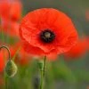 Papaver Rhoeas | Approx 2000 Seeds 2 Papaver Rhoeas | Approx 2000 Seeds -Plants outlet store SD020001428 1841