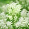 Filipendula Ulmaria | Approx 75 Seeds -Plants outlet store SD020001429 d68a