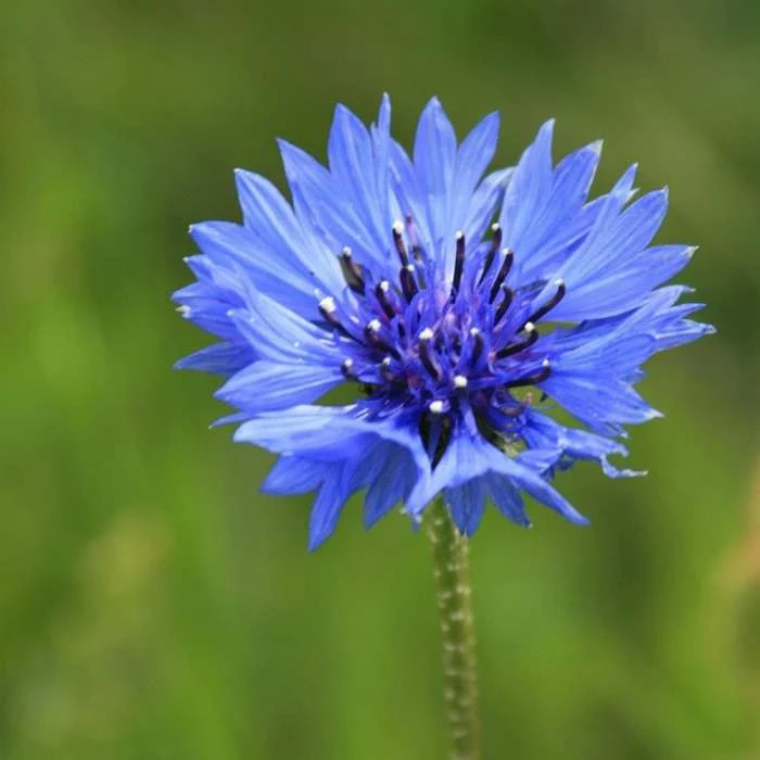 Centaurea Cyanus | Approx 200 Seeds 3 Centaurea Cyanus | Approx 200 Seeds