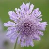 Knautia Arvensis | Approx 25 Seeds -Plants outlet store SD020001431 cea8