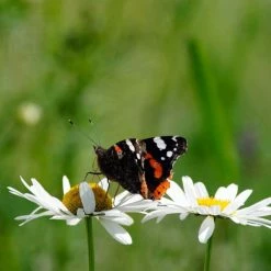 Leucanthemum Vulgare | Approx 250 Seeds