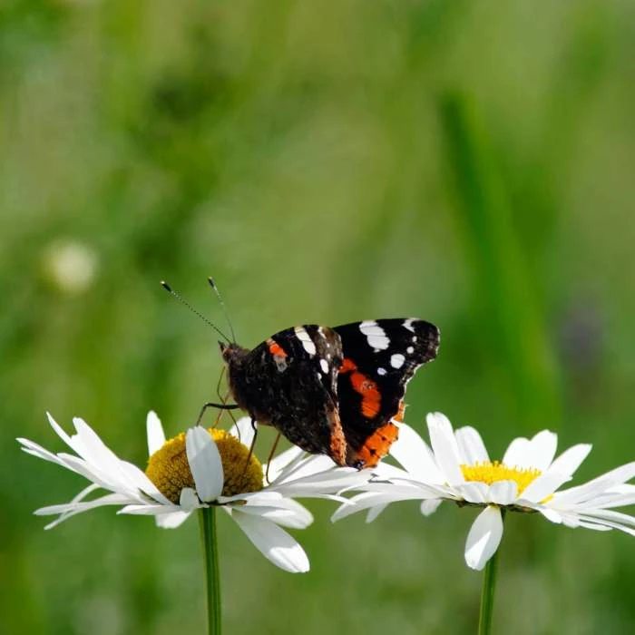 Leucanthemum Vulgare | Approx 250 Seeds 3 Leucanthemum Vulgare | Approx 250 Seeds