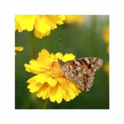 Glebionis Segetum | Approx 30 Seeds