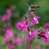 Silene Dioica | Approx 100 Seeds -Plants outlet store SD020001435 156c