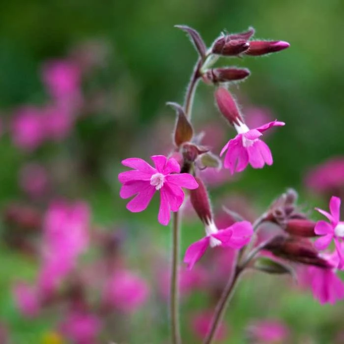 Silene Dioica | Approx 100 Seeds 3 Silene Dioica | Approx 100 Seeds