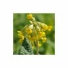 Primula Veris | Approx 50 Seeds -Plants outlet store SD020001436 3fbc