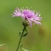 Centaurea Nigra | Approx 20 Seeds -Plants outlet store SD020001437 74b7