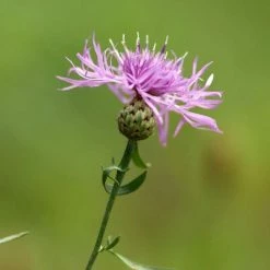 Centaurea Nigra | Approx 20 Seeds