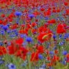 Poppy Field Collection Of Annuals | Large 2 Gram Packet