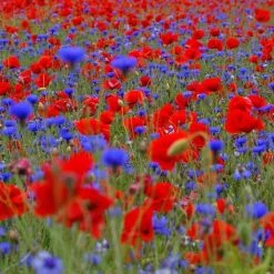 Poppy Field Collection Of Annuals | Large 2 Gram Packet