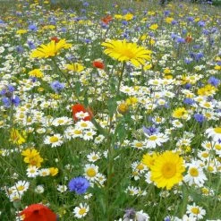 Summer Glory Collection | Large 2 Gram Packet