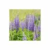 Cottage Garden Collection | Large 2 Gram Packet -Plants outlet store SD020001443 bf1e