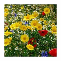 Cornfield Seed Collection | Large 2 Gram Packet