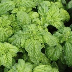 Ocimum Basilicum Napoletano | Approx 4000 Seeds