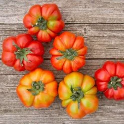 Tomato Costoluto Fiorentino | Approx 450 Seeds