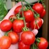 Tomato Principe Borghese | Approx 300 Seeds -Plants outlet store SD30000211 54ef